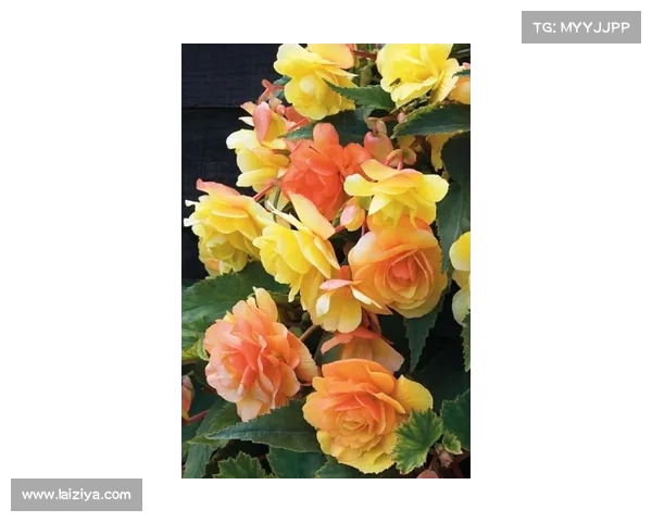 穆西亚拉谈足球哲学:就像下棋一样,每一步都要深思熟虑 穆西亚拉谈足球哲学:就像下棋一样,每一步都要深思熟虑