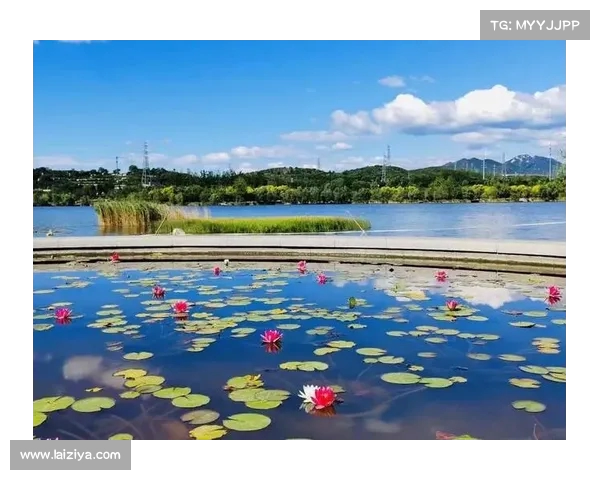 石景山荷塘再度绽放！周末到这里拍照免费，快来享受这片美丽的自然风光！
